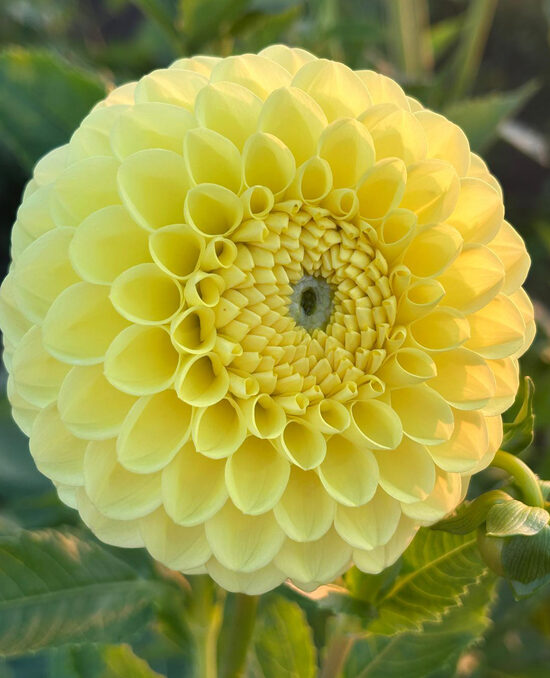 Dālija 'Maria Santner'